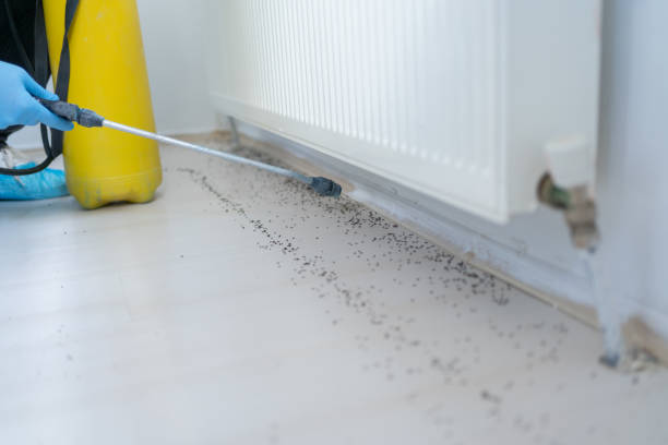 Best Termite Control Services  in Rushvle, IL